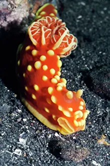 Nudibranch Nudibranch