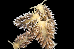 Marine Molluscs Prints: Nudibranchs