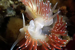 Prints of Nudibranchs (Flabellina verrucosa) mating. Nudibranchs are shell-less marine molluscs that live in seas around the world Images Dated 2010 February: Nudibranchs (Flabellina verrucosa) mating Print