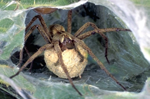 Pisaura Mirabilis Prints: Nursery spider