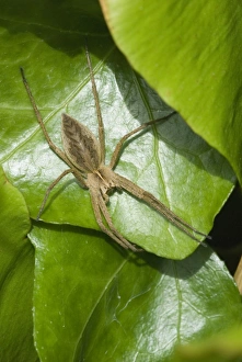 Pisaura Mirabilis Prints: Nursery web spider