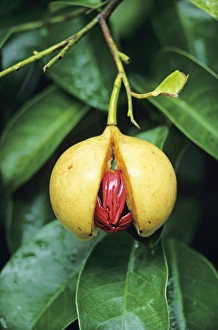 Prints of Nutmeg fruit split open, revealing its seed. The aril (red) surrounding the seed is removed and dried to make mace, while the seed is dried and then ground or grated before use Images Dated 2004 October: Nutmeg fruit Print