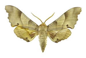 University Of Valencia Specimens Prints: Oak hawk moth C016 / 2193