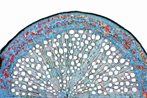 Prints of Oak root. Light micrograph of a section through a secondary root from an oak (Quercus sp.) tree Images Dated 2012 January: Oak root print, a light micrograph of a secondary root section