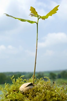 Quercus Robur Species Prints: Oak sapling (Quercus robur)