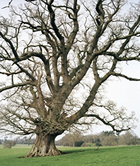 Oak Tree Images Prints: Oak tree