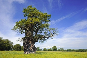 Old Oak Tree Prints: Oak tree C018 / 9220