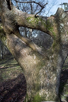 Tree Growth Patterns Prints: Oak tree (Quercus)