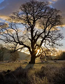 Backlit Oak Tree Prints: Oak tree (Quercus sp. ) in Winter