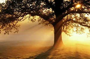 Botanical Prints: Oak Tree Silhouette Print at Sunrise