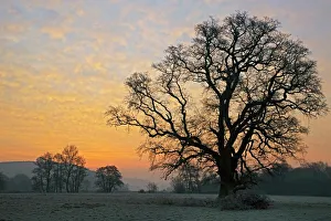 Silhouetted Oak Tree Print at Sunrise