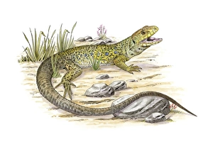 Ocellated Lizard Prints: Ocellated lizard, artwork C016 / 3166