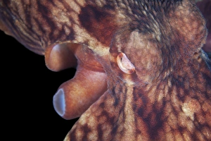 Aquatic Invertebrates Prints: Octopus, close up