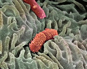 Oesophagus lining, SEM Oesophagus lining, SEM