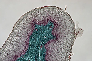 Human Oesophagus Wall Print, Light Micrograph