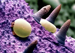 Oil glands on petal of peppermint flower Oil glands on petal of peppermint flower