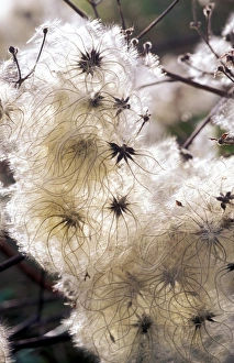 Old mans beard seedheads Old mans beard seedheads