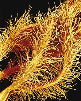 Print of Oleander Anthers SEM