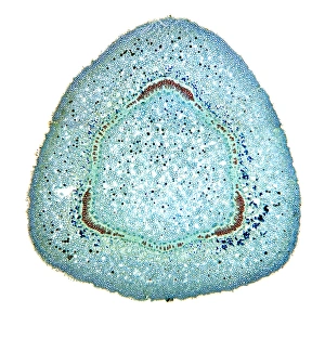 Prints of Oleander stem. Light micrograph of a cross-section through the stem of an oleander (Nerium oleander) tree. The outer layer is a thick cuticle (yellow) and then cork cambium (blue-green) Images Dated 2009 October: Light Micrograph Print of Oleander Stem Cross-Section