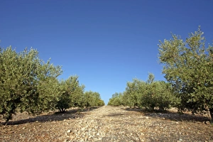 Mediterranean Scenery Prints: Olive grove