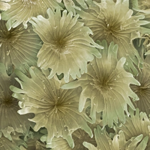 Images Dated 16th April 2008: Olive leaf trichomes Print