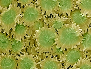 Prints of Olive leaf trichomes. Coloured scanning electron micrograph (SEM) of peltate trichomes, or modified hairs, on the surface of an olive leaf (Olea europaea) Images Dated 2007 April: Olive Leaf Trichomes Print, SEM Image