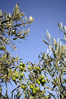European Olive Trees Prints: Olives