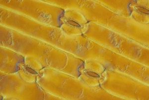 Onion leaf epidermis with stomata pores Onion leaf epidermis with stomata pores