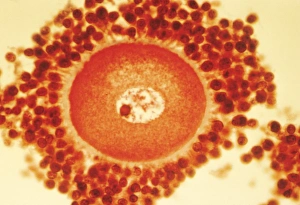 Images Dated 20th February 2013: Oocyte in follicle, print