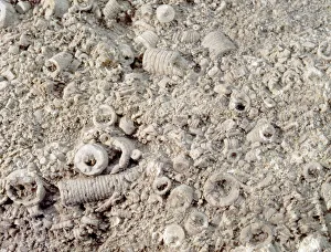 Images Dated 21st February 2008: Oolitic Limestone Print with Fossilised Ooliths