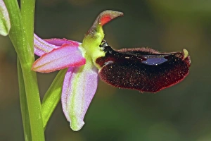 Provence Flowers Prints: Oprhys bertolonii
