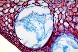 Orange Fruit Print, x70 Magnification