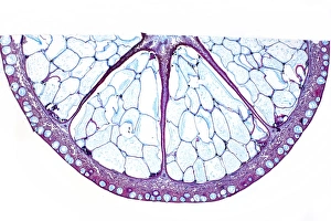 Prints of Orange fruit. Light micrograph of a section through the fruit of a bitter orange (Citrus aurantium) tree, showing the large septa (segments) Images Dated 2012 January: Orange Fruit Print: Bitter Orange Cross Section