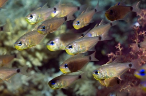 Red Sea Underwater Photos Prints: Orange-lined cardinalfish