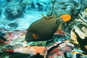 Prints of Orange-lined triggerfish (Balistapus undulatus) feeding on corals. Photographed in the Andaman Sea, Thailand Images Dated 2004 September: Orange-lined triggerfish feeding on corals Print