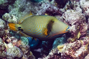 Reef Fish Species Prints: Orangestriped triggerfish C014 / 2947
