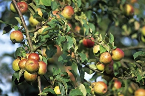 Organic Apples Prints: Organic apples on their tree
