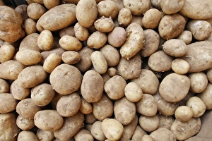 Organic Farming Methods Prints: Organic potatoes