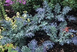 Ornamental Cabbage Prints: Ornamental cabbage