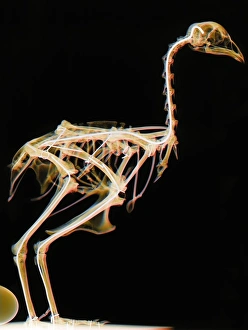 Prints of Ostrich skeleton. Coloured x-ray of an ostrich (Struthio camelus). This bird is native to Africa and it is the largest species of bird Images Dated 2007 March: Large ostrich skeleton print