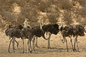 African Savannah Birds Prints: Ostriches