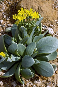 Namaqualand Flowers Prints: Othonna intermedia