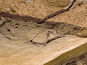 Outer layers of the eye, SEM Outer layers of the eye, SEM
