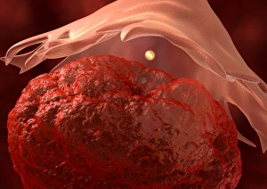 Human Body Biology Prints: Ovulation, artwork