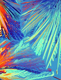 Prints of Oxytocin. Polarised light micrograph of crystals of the female hormone oxytocin. In women this hormone is secreted naturally by the pituitary gland Images Dated 2011 October: Oxytocin Crystals Print, Polarised Light Micrograph