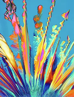 Prints of Oxytocin. Polarised light micrograph of crystals of the female hormone oxytocin. In women this hormone is secreted naturally by the pituitary gland Images Dated 2011 October: Print of Oxytocin Crystals under Polarised Light