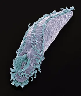 Oxytricha ciliate protozoan, SEM C019/0253 Oxytricha ciliate protozoan, SEM C019/0253