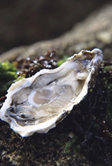 Prints of Oyster. One half of a European oyster (Ostrea edulis), which is cultivated for its flesh. Seafood is a good source of protein, although it can provoke allergies in some people Images Dated 2004 August: Oyster Oyster Print