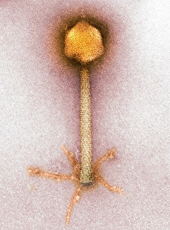 P1 Bacteriophage Print
