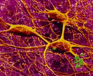 Neuron Communication Prints: p3600052